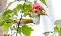 Sri Lanka White-eye, Sri Lanka 2019. H 30cm € 350; H 40cm € 425