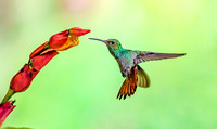 Rufous-tailed Hummingbird visiting a Sanchezia flower, Costa Rica 2022. H 30cm € 350; H 40cm €450