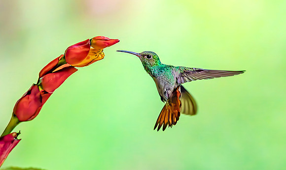 Rufous-tailed Hummingbird visiting a Sanchezia flower, Costa Rica 2022. H 30cm € 350; H 40cm €450