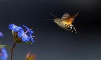 Hummingbird Hawkmoth on Leadwort, Kockengen 2020. H 30cm € 300; H 40cm € 400