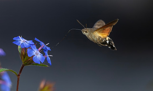 Hummingbird Hawkmoth on Leadwort, Kockengen 2020. H 30cm € 300; H 40cm € 400