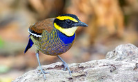 Javan banded pitta ♂, Bali Barat Ntl Park, Bali 2018. H 30cm € 350; H 40cm €450