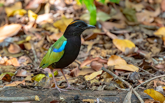 Rainbow pitta, Darwin, Australia NT 2016. H 30cm € 350; H 40cm € 450