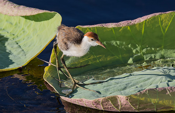 Comb-crested Jacana juv, Kakadu NP, Australia NT 2016. H 30cm € 350; H 40cm  € 425; H 50cm € 500