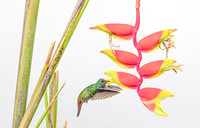 Rufous-tailed Hummingbird pollinating Heliconia stricta, Costa Rica 2022. H 30cm € 350; H 40cm € 450