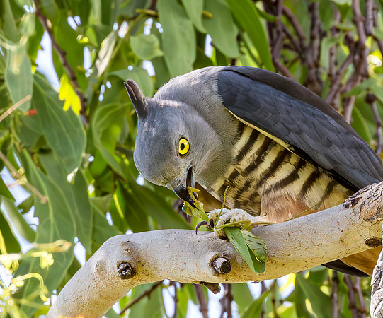 Pacific Baza, Australia, NT 2016