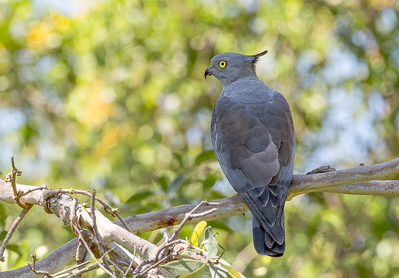 Pacific Baza, Australia, NT 2016