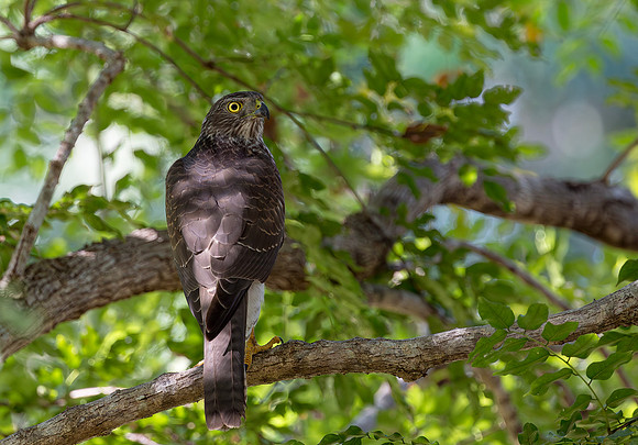 Brown Goshawk, Australia, NT 2016