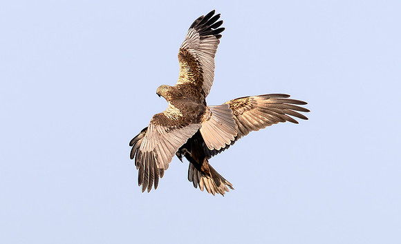 Bruine Kiekendief ♀, ♂, balts, Marsh harrier, courtship, Rietlanden Kockengen 2023