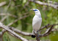 Bali Starling, Bali Barat Ntl Park 2018