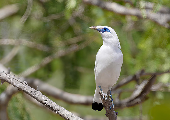 Bali Starling, Bali Barat Ntl Park 2018