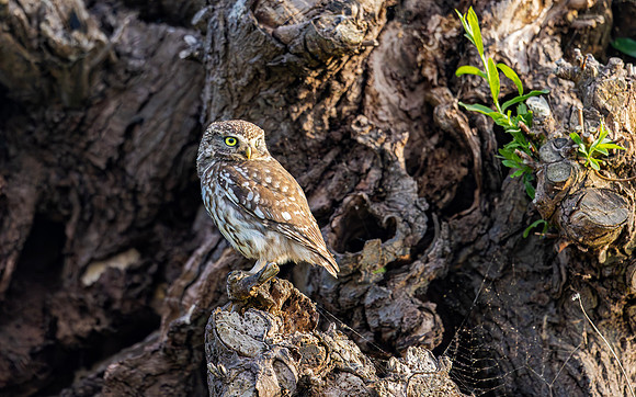 Steenuil ♀, Little Owl, Groene Hart 2025