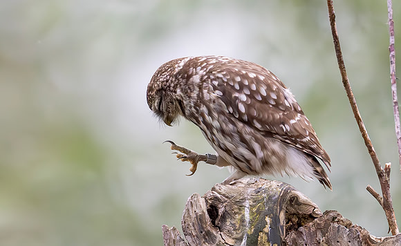 Steenuil, Little Owl, Groene Hart 2024