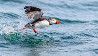 Papegaaiduiker, Puffin, Farne Islands, England 2019