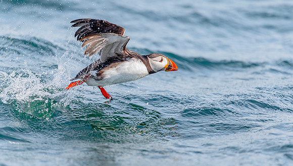 Papegaaiduiker, Puffin, Farne Islands, England 2019