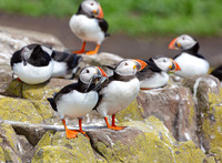 Papegaaiduiker, Puffin, Farne Islands, England 2019