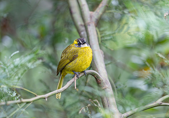 Yellow-eared Bulbul, Pittapola, Sri Lanka 2019