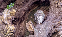 Steenuil juv, Little Owl, Groene Hart 2025