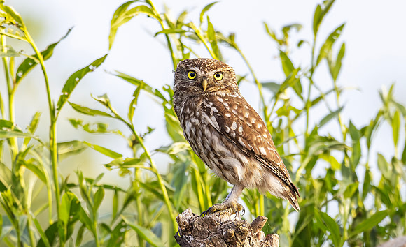 Steenuil ♀, little owl, Groene Hart 2025