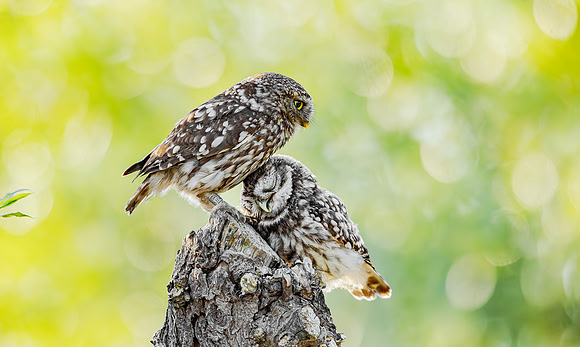 Steenuil ♂, juv, Little Owl, Groene Hart 2025