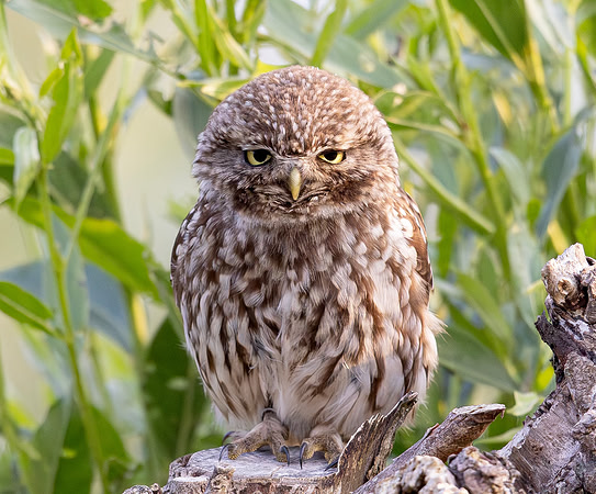 Steenuil ♂, Little Owl calling , Groene Hart, Nederland 2025