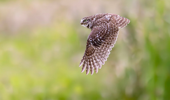 Steenuil, little owl, Groene Hart 2024