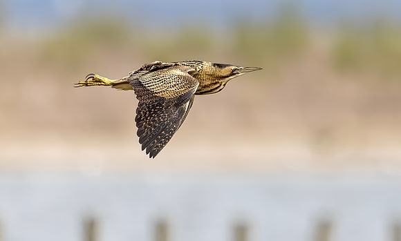 Roerdomp, Eurasian Bittern, Marker Wadden 2024