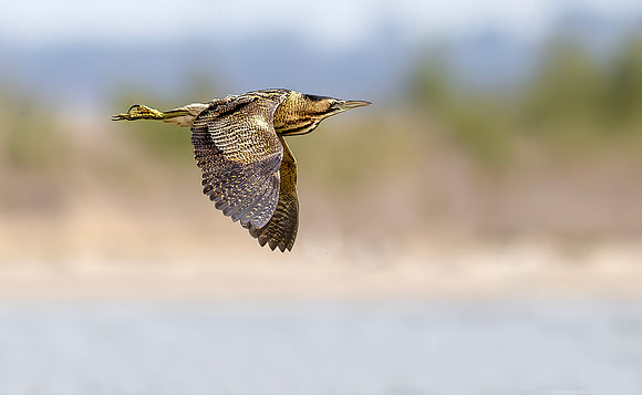 Roerdomp, Eurasian Bittern, Marker Wadden 2024