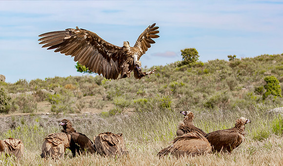 Monniksgier, cinereous vulture, vale gier, griffon vulture, Extremadura, España 2016