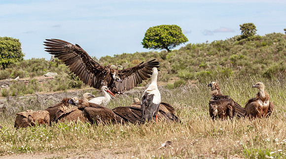 Monniksgier, Cinereous Vulture, Vale Gier, Griffon Vulture, Extremadura, Ooievaar, White Stork, Spanje 2016
