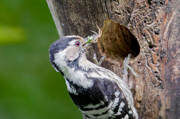 Kleine Bonte Specht ♀, juv, Lesser Spotted Woodpecker, Saly-Lator, Hongarije 2019