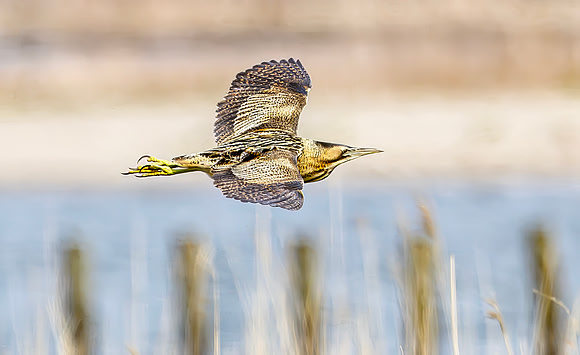 Roerdomp, Eurasian Bittern, Marker Wadden 2024