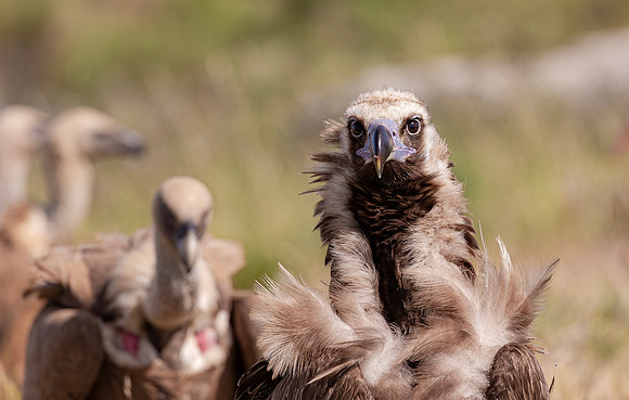 Monniksgier, Cinereous Vulture, vale gier, Griffon Vulture, Extremadura, Spanje 2016