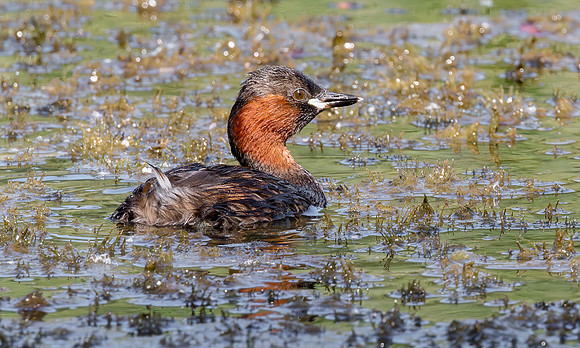 Dodaars, Liitle Grebe, Diemer Vijfhoek 2016