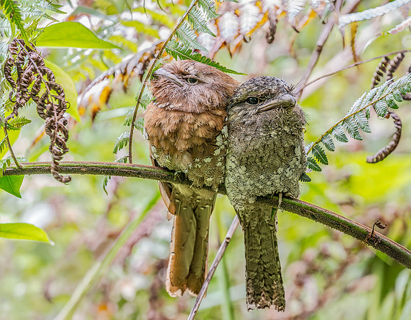 Sri Lanka Frogmouth ♂, ♀,   Sri Lanka 2019