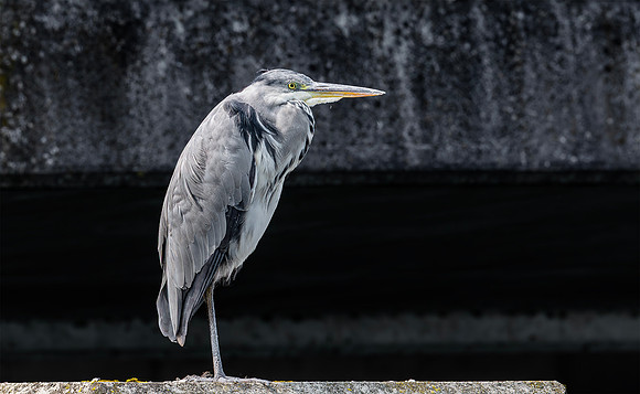 Blauwe Reiger, Grey Heron, IJburg 2020