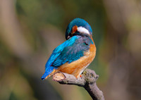 IJsvogel ♀, Common Kingfisher, Kockengen 2020