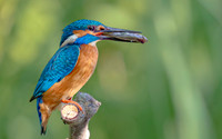 IJsvogel ♂, Common Kingfisher, Kockengen 2020