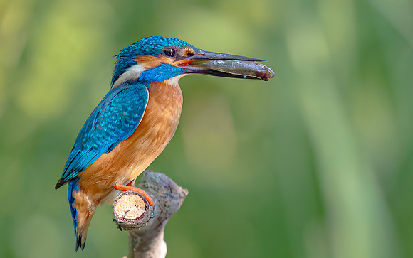 IJsvogel ♂, Common Kingfisher, Kockengen 2020