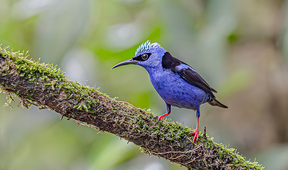 Red-Legged Honeycreeper ♂, Costa Rica 2022