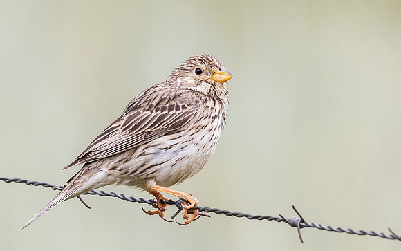 Grauwe Gors, Corn Bunting, Campo Lugar, Extremadura, Spain, 2019