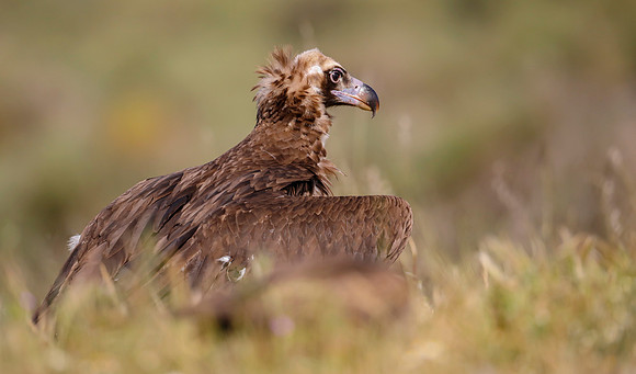 Monniksgier, Cinereous Vulture, Extremadura, Spain 2019