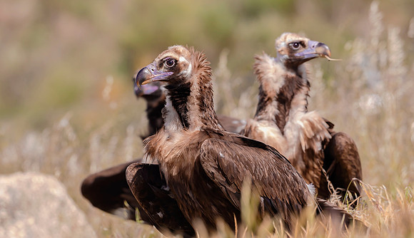 Monniksgier, Cinereous Vulture, Extremadura, Spain 2019