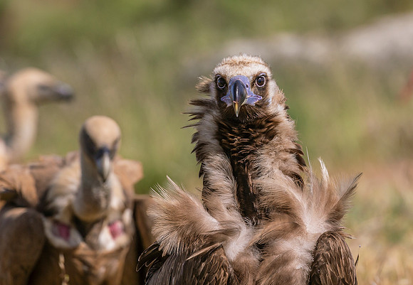 Monniksgier, Cinereous Vulture, Vale Gier, Griffon Vulture, Extremadura, Spain 2019
