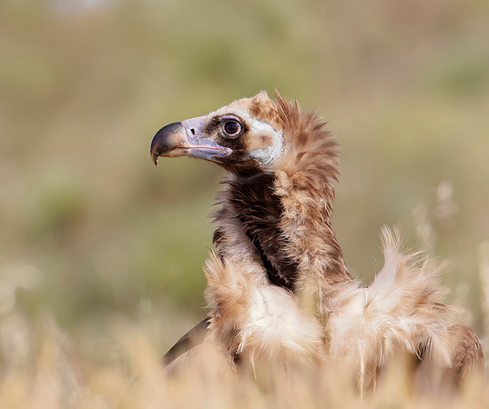 Monniksgier, Cinereous Vulture, Extremadura, Spain 2019