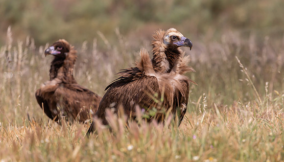 Monniksgier, juv, Cinereous Vulture, Extremadura, Spain 2019