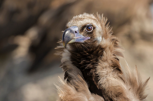 Monniksgier, Cinereous Vulture, Extremadura, Spain 2019