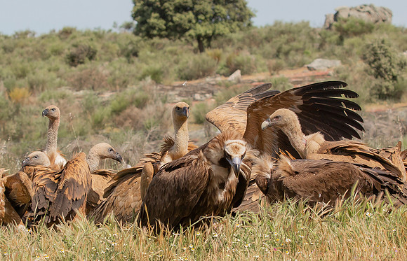 Monniksgier, Cinereous Vulture, Vale Gier, Griffon Vulture, Extremadura, Spain 2019