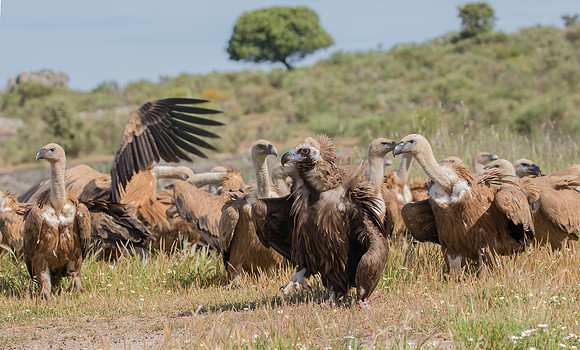 Monniksgier, Cinereous Vulture, Vale Gier, Griffon Vulture, Extremadura, Spain 2019