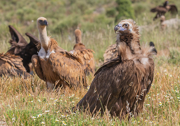 Monniksgier, Cinereous Vulture, Vale Gier, Griffon Vulture, Extremadura, Spanje 2016